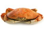 Whole Cooked Dungeness Crab (4 Pack)
