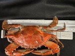 Chesapeake Crab Connection - Fresh Blue Crabs - 1 Dozen "Large" Male (Measuring 6" - 6.5" Point To Point) - Infused With Classic Maryland Style Old Bay Crab Seasoning - Filled With Lump Crab Meat - Perfect For A Crab Boil Or Fresh Seafood Feast