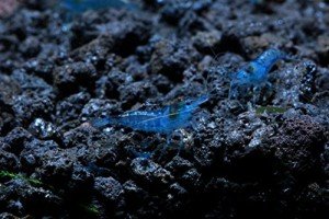Blue Velvet Shrimp Live Freshwater Aquarium Shrimp - 1/4 to 1 inch Long (5 Shrimp)