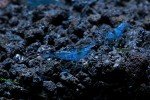 Blue Velvet Shrimp Live Freshwater Aquarium Shrimp - 1/4 to 1 inch Long (5 Shrimp)