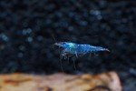 Blue Velvet Shrimp Live Freshwater Aquarium Shrimp - 1/4 to 1 inch Long (5 Shrimp)