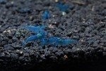 Blue Velvet Shrimp Live Freshwater Aquarium Shrimp - 1/4 to 1 inch Long (5 Shrimp)