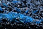 Blue Velvet Shrimp Live Freshwater Aquarium Shrimp - 1/4 to 1 inch Long (5 Shrimp)
