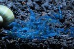 Blue Velvet Shrimp Live Freshwater Aquarium Shrimp - 1/4 to 1 inch Long (5 Shrimp)