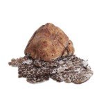 "Premium Fresh White Truffle Bianchetto (Tuber borchii vitt.) - 4 oz. | Authentic Truffle Delicacy | Exquisite Flavor and Aroma | Gourmet Culinary Ingredient"