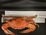 Chesapeake Crab Connection - Fresh Blue Crabs - 1 Dozen "Medium" Male (Measuring 5.5" - 6" Point To Point) - Infused With Classic Maryland Style Old Bay Crab Seasoning - Filled With Lump Crab Meat - Perfect For A Crab Boil Or Fresh Seafood Feast