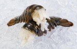 Maine Cold Water Lobster Tails | 8 Pieces (4-5 oz Each) | Harvested from the Icy Waters off the Coast of Maine | Fresh Lobster | Premium Seafood | All Fresh