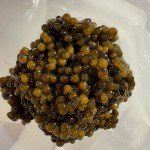 Opus Golden Sturgeon Caviar – Premium Osetra Black Caviar, Non-Pasteurized Malossol Sturgeon Roe, Exquisite for Blinis & Gourmet Pairings, Fresh Luxury with Opulence in Every Tin. 1.8oz (50g)