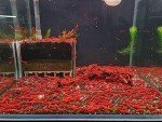 Las Vegas Exotic Fish™ 20 High Grade Fire Red Cherry Shrimps Neocaridina Live Freshwater Shrimp Aquarium Inverts (Live Guarantee or Replacemnt is free) FREE PLANT!