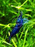 Neocardina Shrimp Live Feshwater Aquarium Shrimps. Live Arrival Guarantee. (10 Blue Dream)