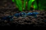 Neocardina Shrimp Live Feshwater Aquarium Shrimps. Live Arrival Guarantee. (10 Blue Dream)