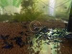 Neocardina Shrimp Live Feshwater Aquarium Shrimps. Live Arrival Guarantee. (10 Blue Dream)