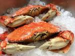 FRESH Cooked DUNGENESS CRABS (3 Large Crabs)