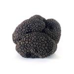 Fresh winter black truffles - Authentic Périgord Truffles, Premium Quality Gourmet Delicacy, Hand-Picked and Imported overnight from Italy. (2 Ounce)