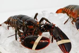 Fresh New England Lobsters - 10 lb Case