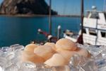 JUMBO "Diver" Scallops (2 POUNDS)