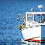 Maine Lobster Now: 1.25 LB Live Maine Lobster (6 Lobsters)