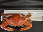 Chesapeake Crab Connection - Fresh Blue Crabs - 1/2 Bushel "Bay" Male Mix (Measuring 5" - 5.5" Point To Point) - Infused With Classic Maryland Style Old Bay Crab Seasoning - Filled With Lump Crab Meat - Perfect For A Crab Boil Or Fresh Seafood Feast