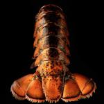 Today Gourmet Foods of NC Lobster Tails (7-8oz.) (4 Tails)