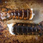 Today Gourmet Foods of NC- Maine Lobster Tails 12/14oz Tails (10 Tails)