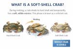 Soft Shell Crabs - shipping 2 day air - [2 Pounds] (HOTEL (18 Pcs))