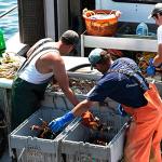 Maine Lobster Now: 1.5 lb Live Maine Lobster (8 Pack)