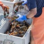Maine Lobster Now: 1.5 lb Live Maine Lobster (8 Pack)