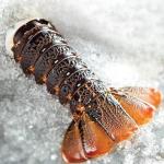 Tristan Lobster Tail (1 Tail) 6 to 8oz.