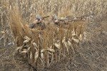 Avian-X G-Blind 4-Person Waterfowl Hunting Blind