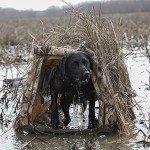 Momarsh Invisi Lab Dog Blind for Waterfowl Hunting