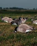 Avery Pro-Grade Flocked Canada Goose Decoys