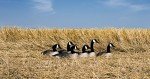 Higdon Full-Size Canada Goose Decoys - 6 Pack