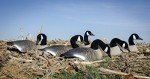 Higdon Full-Size Canada Goose Decoys - 6 Pack
