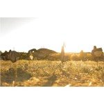Higdon Outdoors Flache Magnum Canada Silhouette Decoys