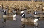 Flambeau 4-Pack Storm Front Canada Goose Decoys