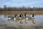 Higdon Full-Size Canada Goose Floater Decoy