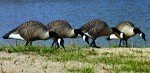 Higdon Alpha Magnum Full-Body Duck Decoy Pack
