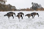 Higdon APEX Full-Size TruFeeder Canada Decoys