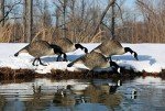 Higdon Alpha Magnum Full-Body Duck Decoy Pack