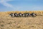 Higdon Alpha Magnum Full-Body Duck Decoy Pack