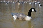 Higdon Outdoors XS Canada Goose Decoy 12V