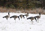 Higdon Outdoors APEX Full-Size Canada Goose Decoys