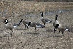 Higdon Outdoors APEX Full-Size Canada Goose Decoys