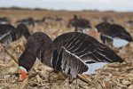 Dive Bomb V2 Specklebelly Silhouette Decoys - 12 Pack
