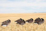 Dive Bomb 12 Pack V2 Canada Silhouette Decoys