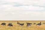 Dive Bomb V2 Specklebelly Silhouette Decoys - 12 Pack