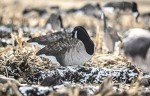 Dive Bomb 12 Pack V2 Canada Silhouette Decoys