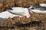Dive Bomb S3i Snow Goose Decoy Socks