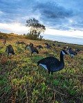 3 Dozen Shadow Series Goose Silhouette Decoys