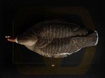 Lightweight HydroFoam Specklebelly Goose Decoys